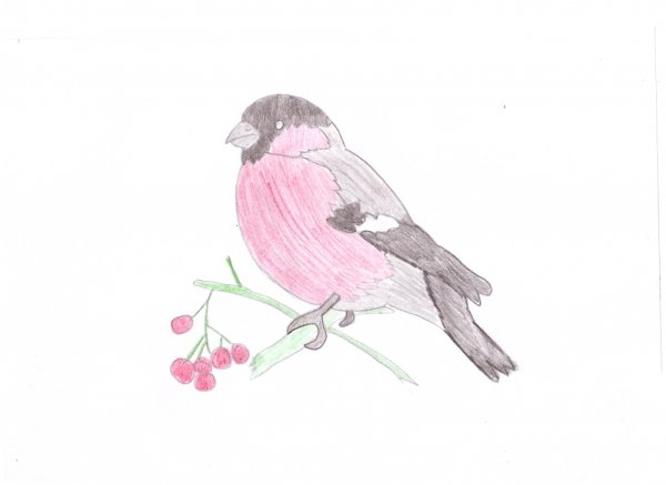 Нарисовать снегиря карандашом