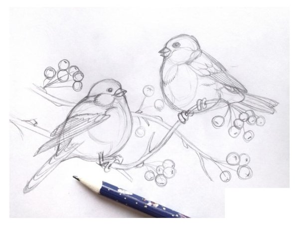 Снегирь рисунок