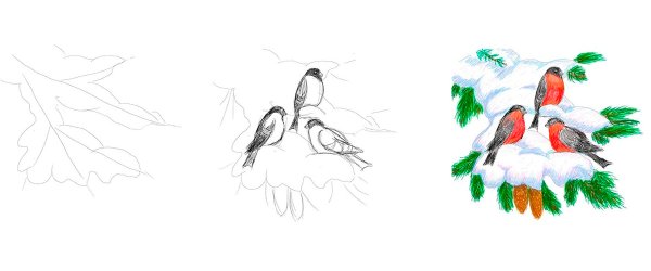 Снегири для срисовки карандашом