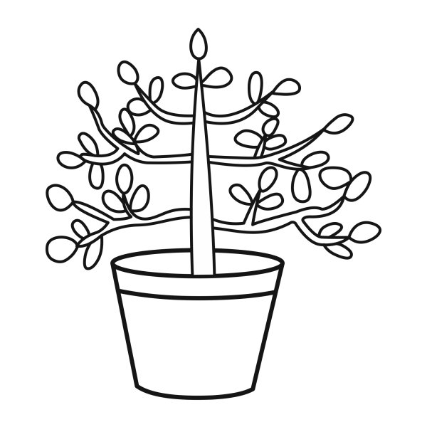 Дерево в горшке