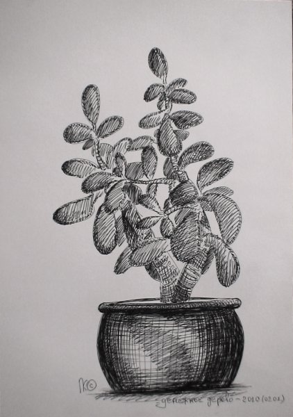 Денежное дерево рисунок карандашом