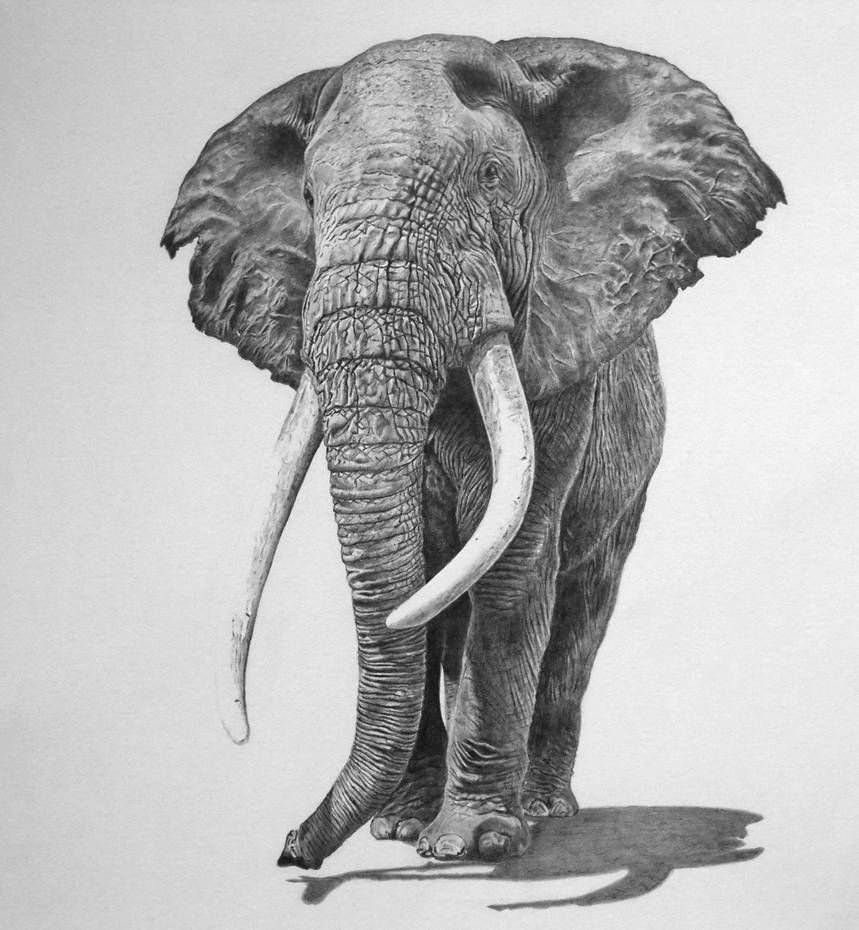 Портрет слона