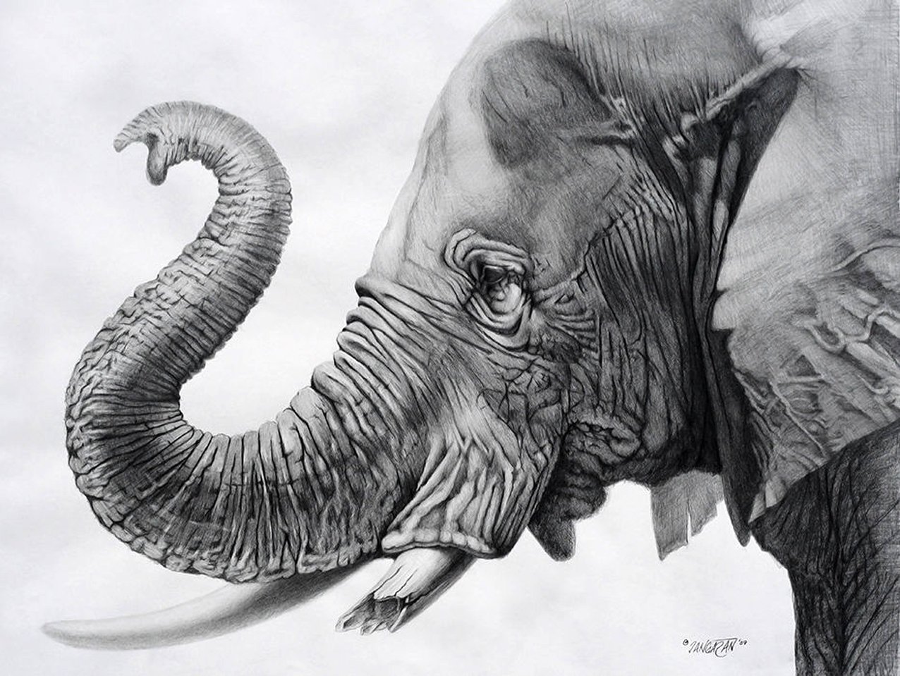 Голова слона в профиль