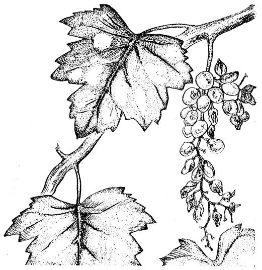 Виноградный лист карандашом