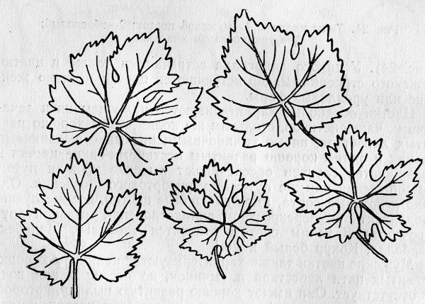 Виноградный лист структура