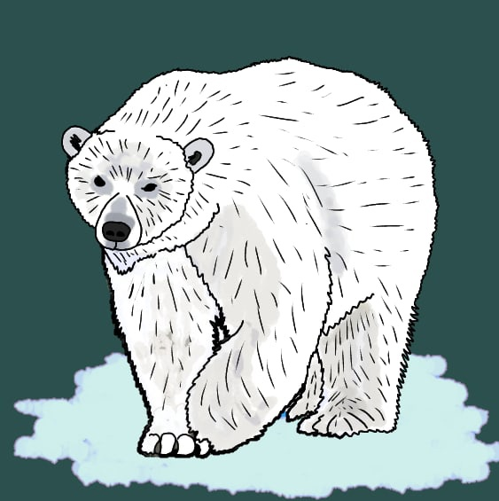 Белый медведь карандашом