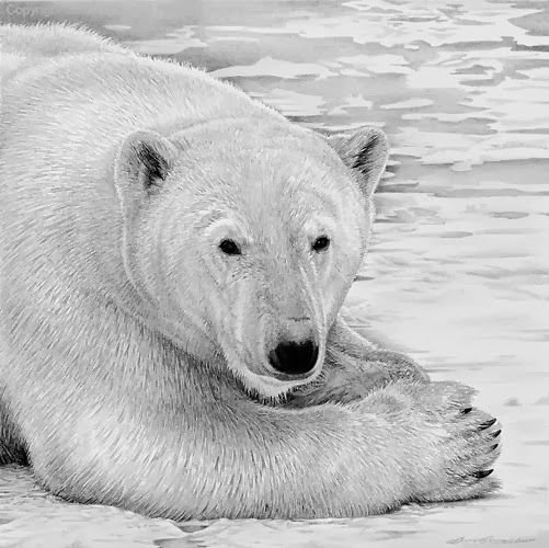 Белый медведь карандашом