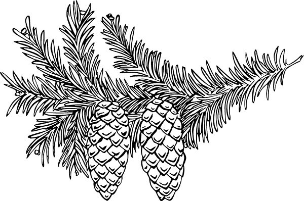 Ветка Еловая