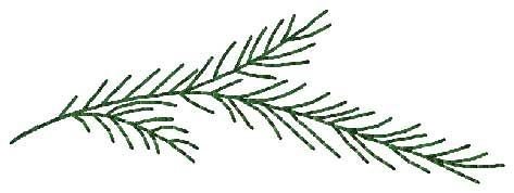 Кедр веточки хвоинки шишки