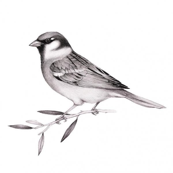 Воробей карандашом