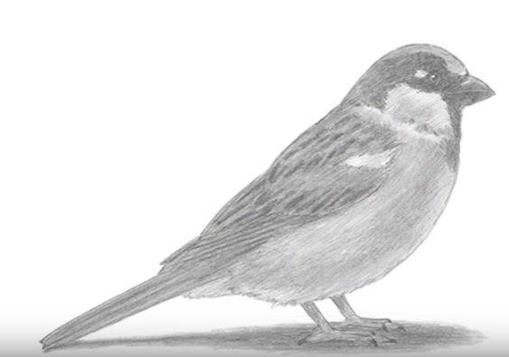 Воробей пошаговое рисование