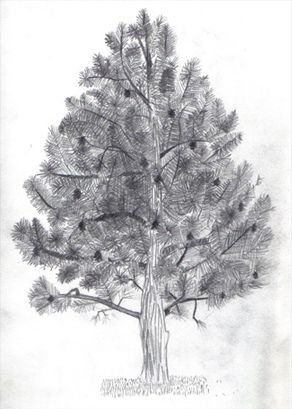 Сибирский кедр дерево