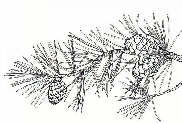 Кедровая сосна раскраска