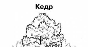 Кедр карандашом