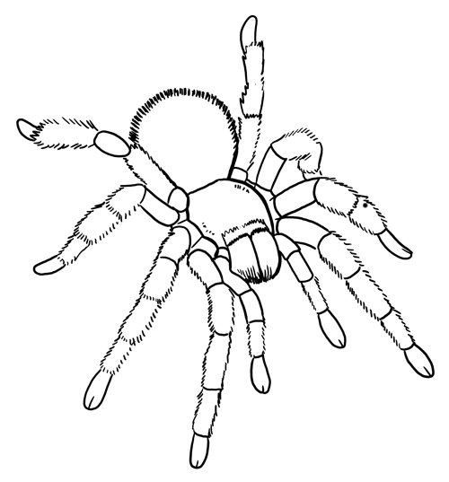 Паук раскраска для детей