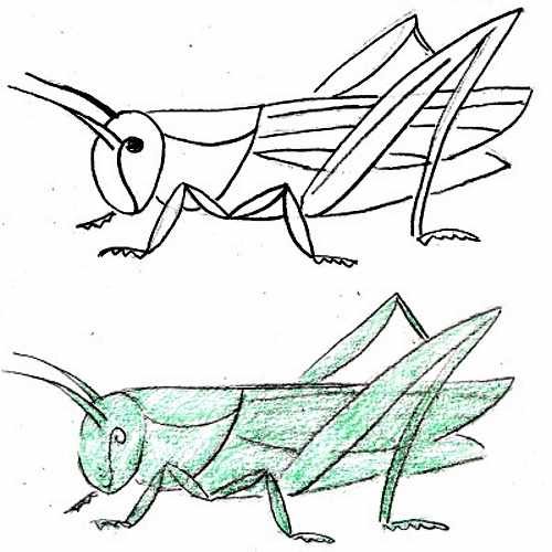 Кузнечик эскиз