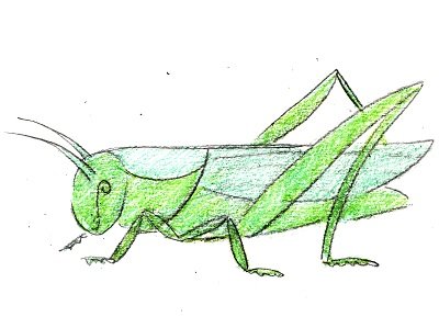 Пошаговое рисование кузнечика