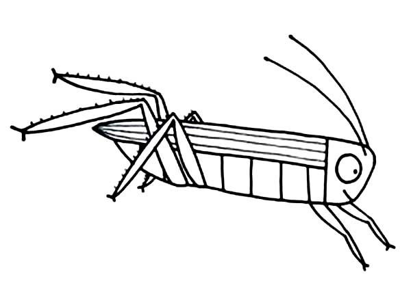 Кузнечик для срисовки