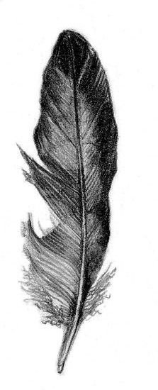 Перо Грача рисунок