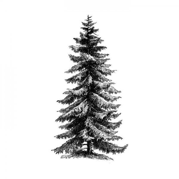 Ель в графике