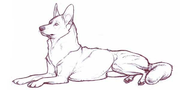 Лежачая собака рисунок карандашом