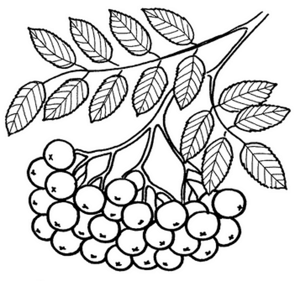 Лист рябины раскраска