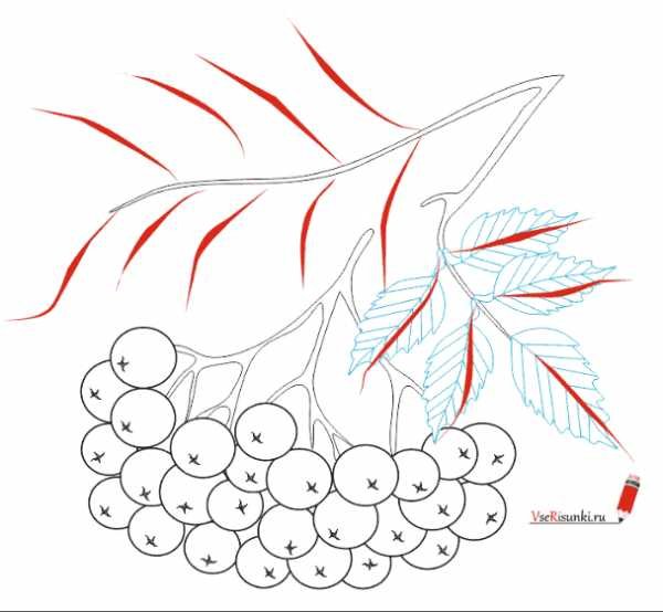 Ветка рябины рисование