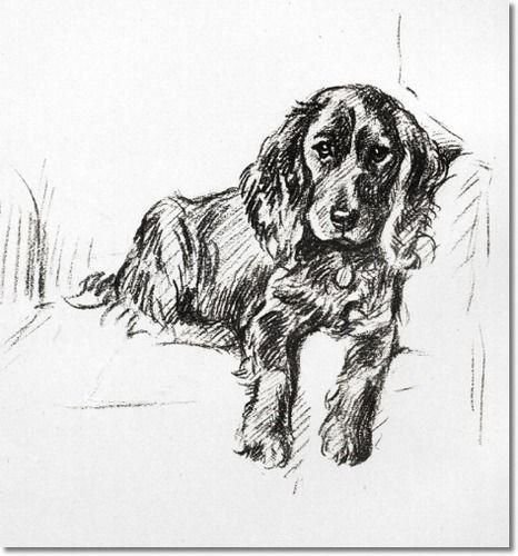 Нарисовать спаниеля карандашом