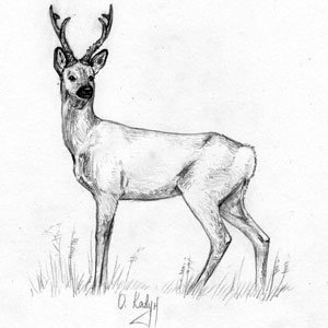 Косуля Сибирская рисунок