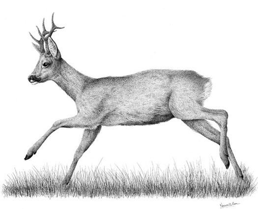 Косуля простым карандашом