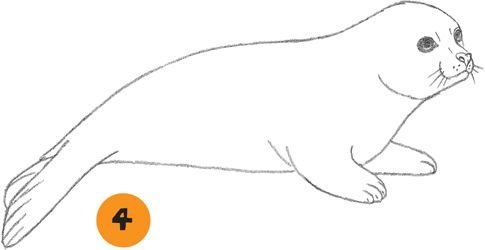 Нерпа рисунок карандашом (48 фото)