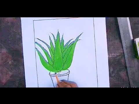 Алоэ нарисовать ребенку