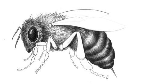 Нарисовать пчелу карандашом