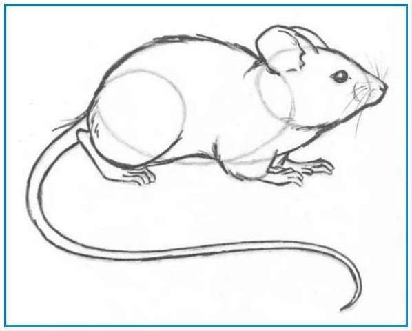 Мышонок рисунок карандашом (46 фото)