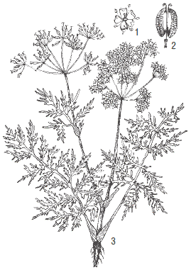 Трафарет укроп