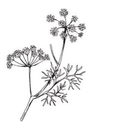 Укроп раскраска