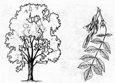 Контур дерева ясень обыкновенный