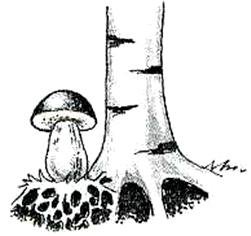 Симбиоз гриба и дерева