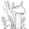 Раскраска подосиновик под осиной