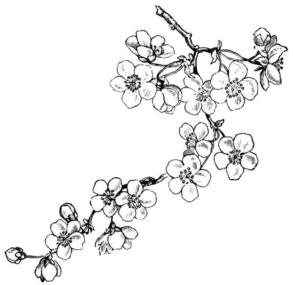 Цветы Сакуры карандашом