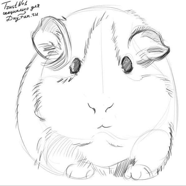 Морская Свинка рисунок карандашом