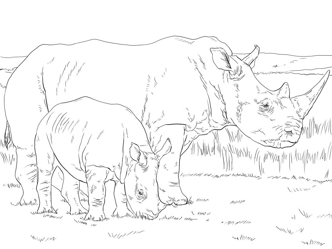 Раскраска животные носорог