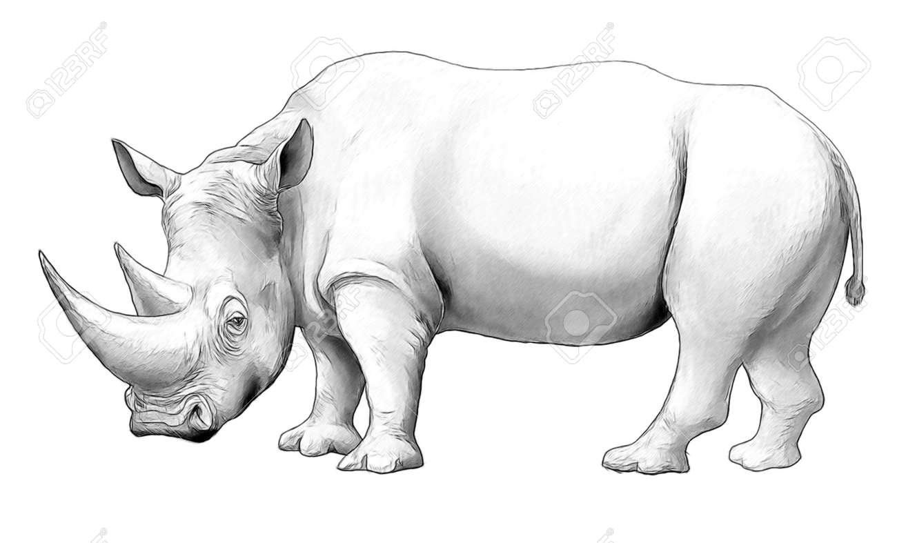 Контур носорога на задних лапах