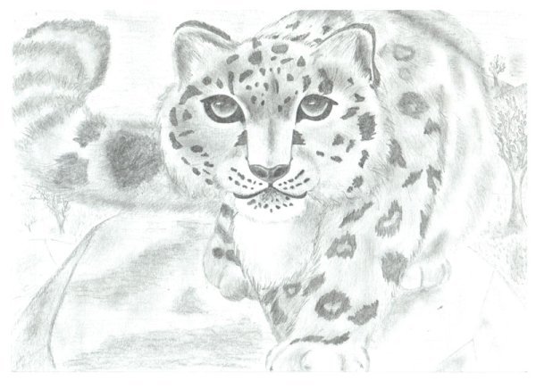 Снежный Барс рисунок детский