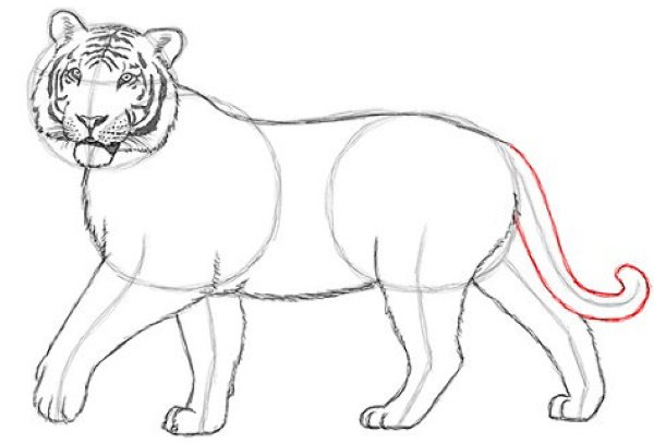 Тигр. Раскраска