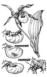 Венерин башмачок черно белая