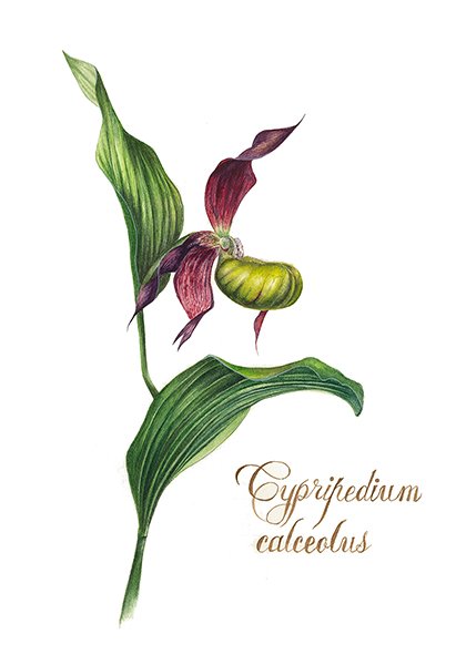 Зарисовать цветок Венерин башмачок