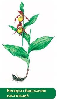 Венерин башмачок рисунок легко