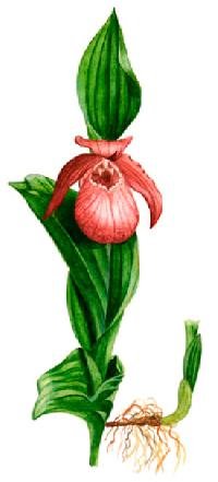 Венерин башмачок рисунок