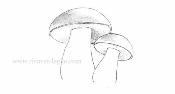 Гриб груздь раскраска для детей